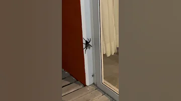 Huge Spider Attacks Another Spider Tarantula 
