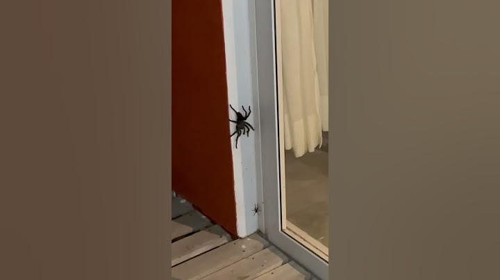 huge spider attacks another spider (tarantula) 🕷