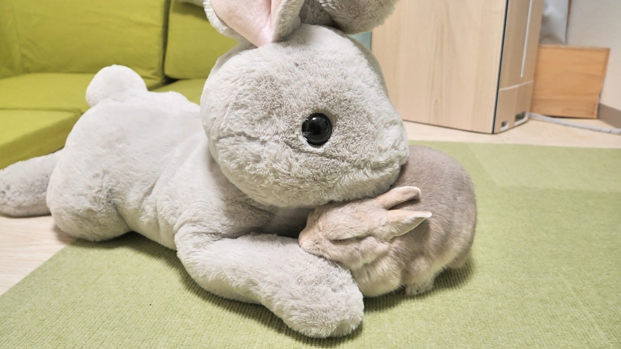 昔のママを思い出してしまってぬいぐるみから離れられなくなっちゃったうさぎさん