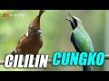 MASTERAN MEWAH  CILILIN VS CUCAK CUNGKOK