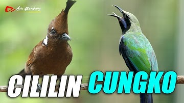 MASTERAN MEWAH  CILILIN VS CUCAK CUNGKOK