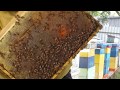 Итальянская порода пчел на подсолнухе