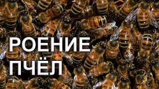 Роение пчёл / Поймали королеву / Переселение пчёл в новый улей