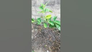 DAWA YA KUONDOA SHA MAJINI MASHE TANI MWILINI  255780439649 