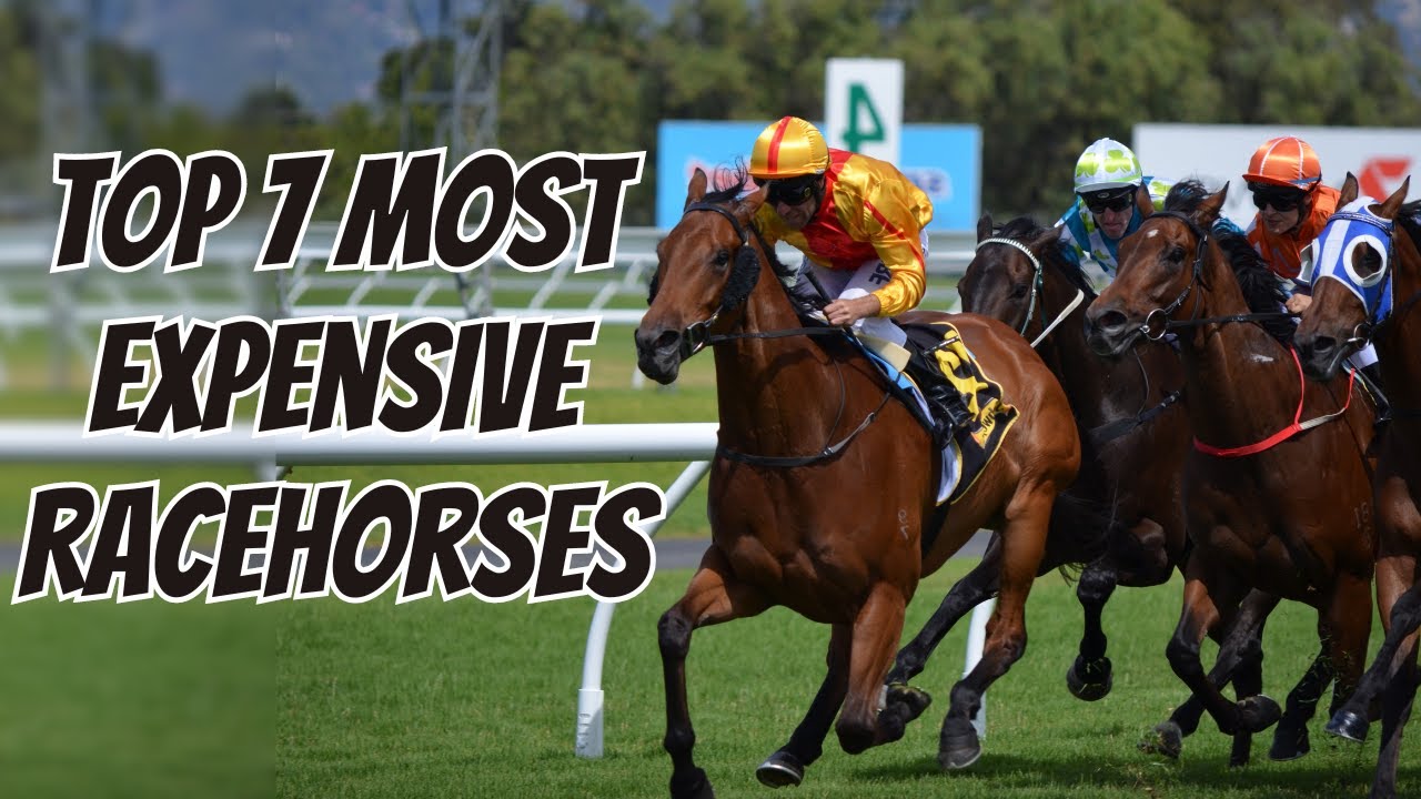 Top 7 Most Expensive Racehorses in History - YouTube