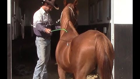 Teaching Nervous Horses To Trailer Load, Mike Hughes, Auburn California