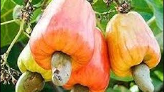 طريقة زراعة الكاجو  cashew cultivation
