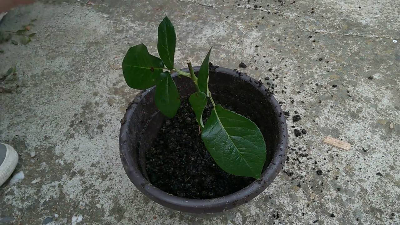 How to multiply roses YouTube