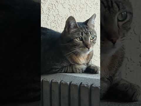 Maximus chilling on fence looking around