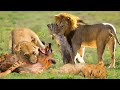 Hyenas Teamed Up To Attack The Lioness And The Unexpected Ending When The Male Lion Appeared