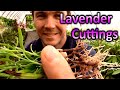 How to Grow Lavender Plants from Cuttings | Propagating Softwood Lavender Cuttings in Sand