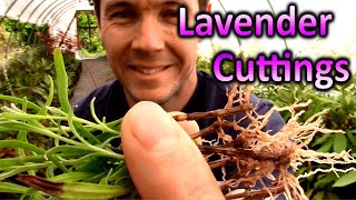 How to Grow Lavender Plants from Cuttings | Propagating Softwood Lavender Cuttings in Sand screenshot 5