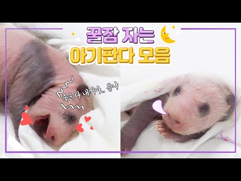 [판다스틱베베] 아기판다 자는 모습 이렇게 사랑스러워도 될 일? | 에버랜드 판다월드 (Baby Panda)