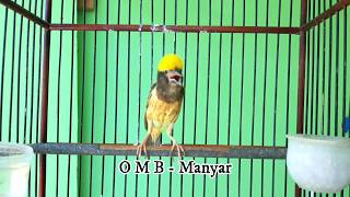 Download Masteran Manyar Kembang Gacor Dan Ngerol Cocok Untuk Masteran Dan Pancingan Video MP3 Masteran Manyar Kembang Gacor Dan Ngerol Cocok Untuk Masteran Dan Pancingan
