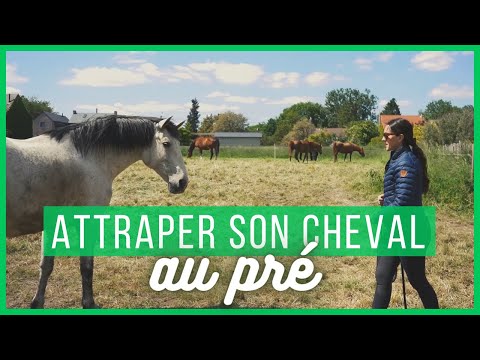 CHEVAL QUI NE