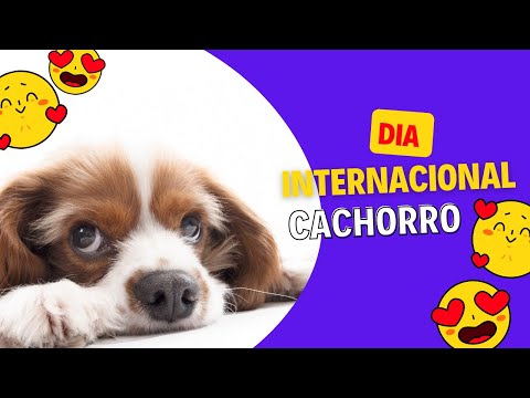 Dia internacional do Cachorro