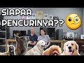 PENCURI KUE MOMMY TERTANGKAP! SIAPA DIAAA? | SNOWEE THE GOLDEN