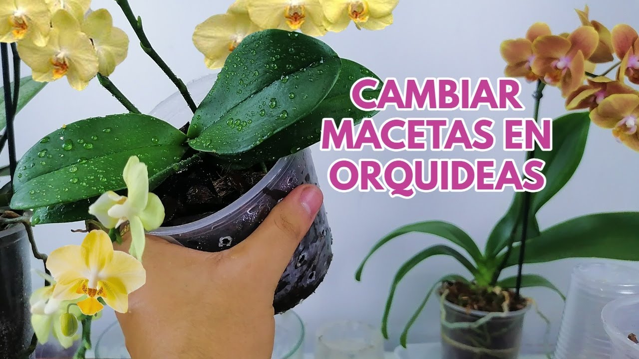 como cambiar macetas orquídeas chuyito jardinero