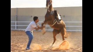 عسف المهرة الخوافة عليا  تركيب السرج واللجام  الحلقة الثانية