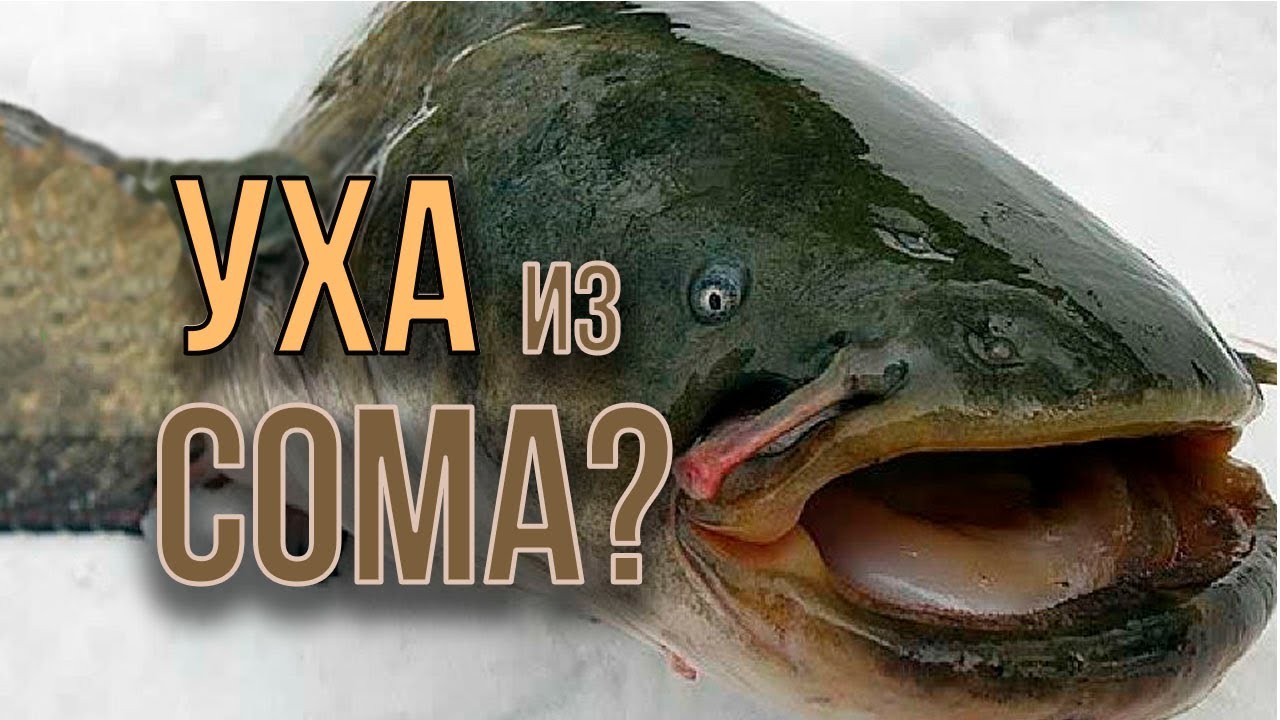 Уха из сома и семги. Рецепт янтарной ухи.