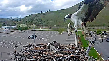Fresh Fish Delivery For Iris At The Hellgate Osprey Nest – May 6, 2024