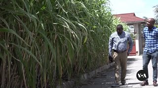 Kenyan Farmers Embrace ChineseEngineered Grass for Fodder | VOANews