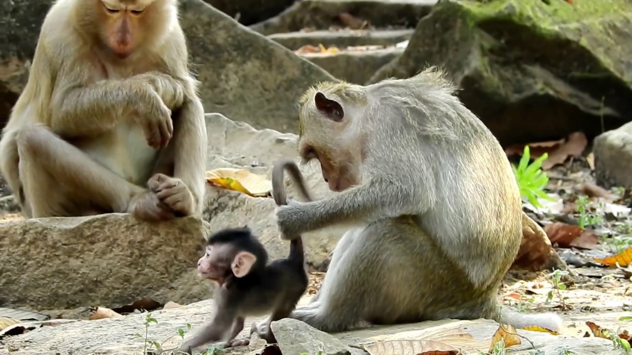 They are To Small, Why They Do Like this? Why Little Monkey Do Like ...