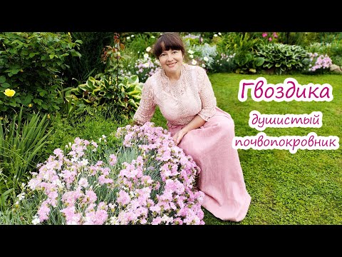 Видео: Что такое розовая гвоздика: советы по выращиванию розовой гвоздики в травяных садах