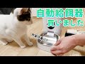 【開封動画】GW前に猫の自動給餌器を買いました！【PETLIBRO】