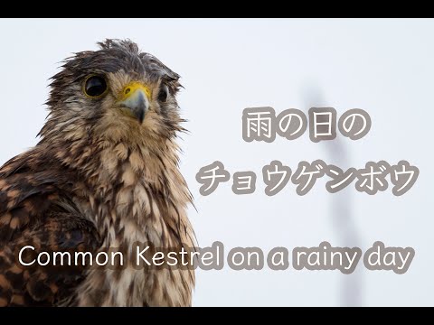 【日本の猛禽類】雨の日のチョウゲンボウ。Common Kestrel on a rainy day.Wild Birds 4K