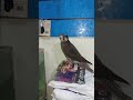 الصقر الوكرى افضل صقر فى التربيةوالتدريب للمبتدئين الصقر الوكرى افضل صقر فى التربيةوالتدريب للمبتدئين