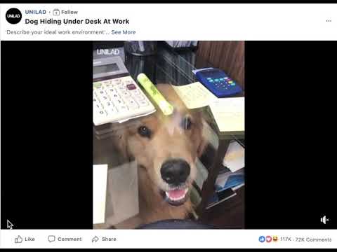 Dog Under Desk Youtube