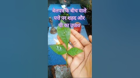 बेलपत्र के बीच वाले पत्ते पर शहद और घी का उपाय #pradeepmishra #shivpuran #shorts #mahadev #belpatra