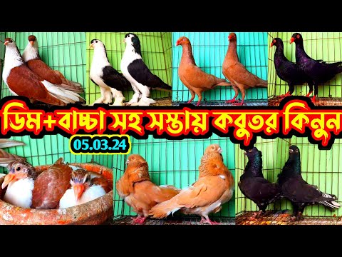 সাধ্যের মধ্যে সেরা কালেকশন | ডিম+বাচ্চা সহ কবুতর বিক্রি হবে | সবচেয়ে কম দামে ভালো মানের ফেন্সি কবুতর