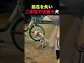 前足を失い二本足で彷徨う野良犬 #動物 #ペット #かわいい #癒し #animals #犬
