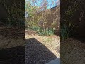 Peaceful Bird Sounds In A Suburban Southern California Garden 🐦🎶🌱
