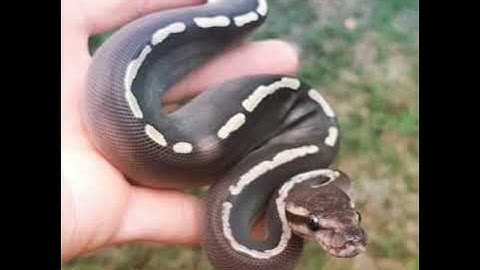 GHI Combo Female Ball Python Morph NFS