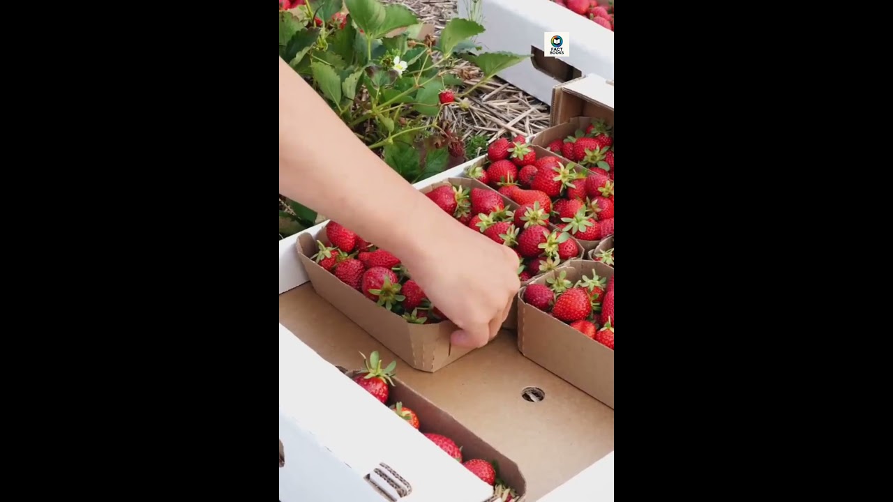 Spain the largest exporter of strawberries.
