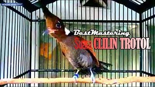 Download Lagu BIRD MASTERING || Suara Tembakan CLILIN TROTOL MP3