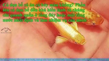 Cá dọn bể có ăn cá bảy màu không