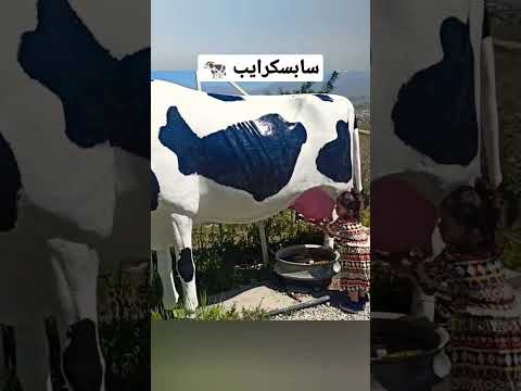 آموزش شیردوشی Shorts