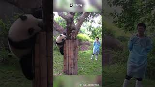 A Brand New Way To Take Pandas Home | iPanda #shorts