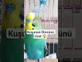 Muhabbet Kuşunun Ömrünü Uzatacak 5 Kritik Öneri  #muhabbetkuşu  #muhabbetkuşubakımı  #kuşbakımı