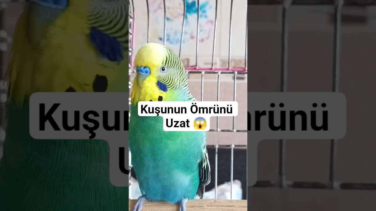 Muhabbet Kuşunun Ömrünü Uzatacak 5 Kritik Öneri #muhabbetkuşu #muhabbetkuşubakımı #kuşbakımı