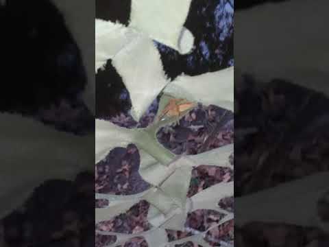 camera iphone 8 plus apk Update of the base (New base)