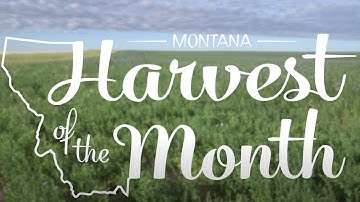 Lentils: Montana Harvest of the Month