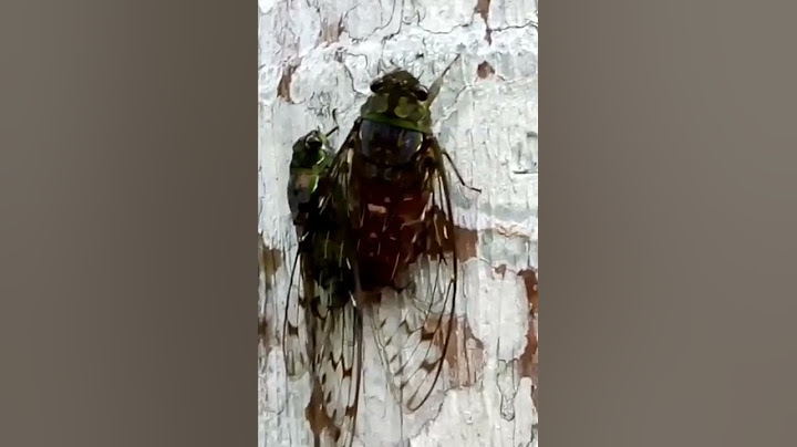 Cicada Sound