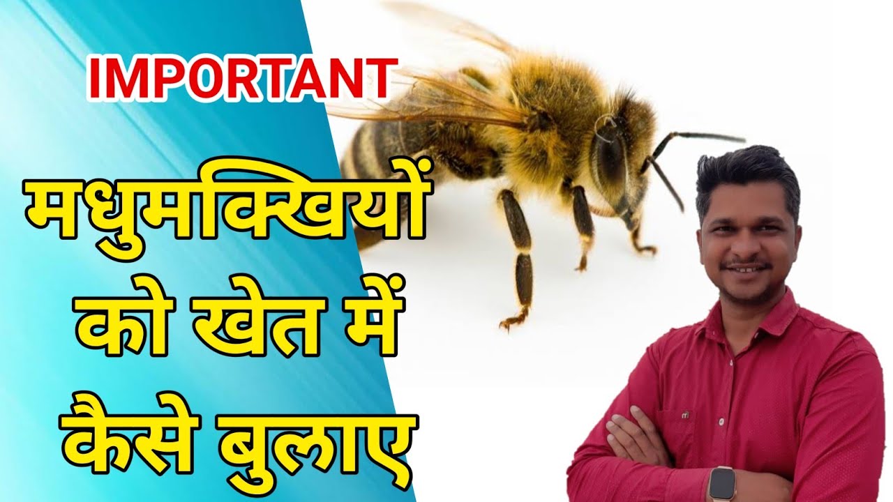 मधुमक्खीयों को खेत में कैसे बुलाए । Honeybee