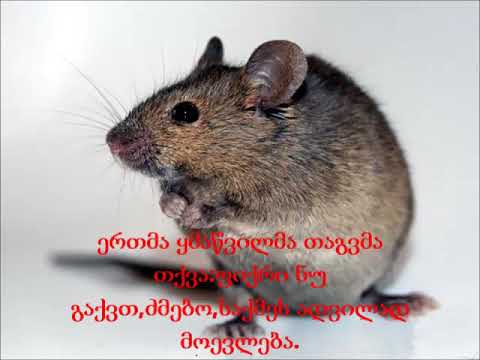 თაგვები და კატა