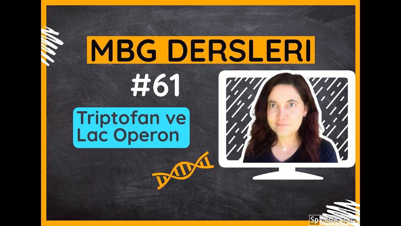 #61: Triptofan ve Lac Operon (Gen İfadesi), Moleküler Biyoloji ve Genetik Dersleri
